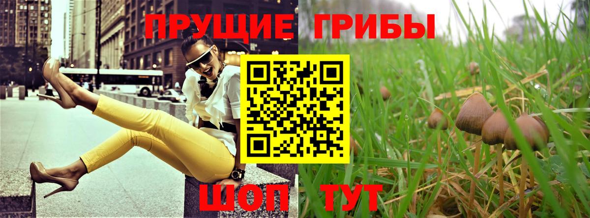 Галлюциногенные грибы GOLDEN TEACHER  Псилоцибиновые грибы Psilocybine cubensis  Изобильный  Вход с VPN 